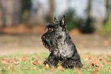 SCOTTISH TERRIER 030